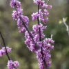 Judasboom Als Struik (Cercis Canadensis) 1 Judasboom Als Struik (Cercis Canadensis) -Goedkope Tuin Sprankel Winkel cercis canadensis