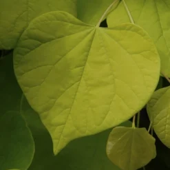 Goedkope Tuin Sprankel Winkel -Goedkope Tuin Sprankel Winkel cercis canadensis01