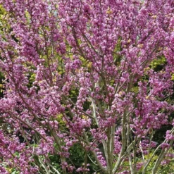 Chinese Judasboom (Cercis Chinensis 'Avondale')