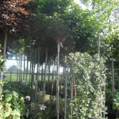 Chinese Judasboom (Cercis Chinensis 'Avondale') 18 Chinese Judasboom (Cercis Chinensis 'Avondale') -Goedkope Tuin Sprankel Winkel cercis chinensis avondale 10 12 14ho cont