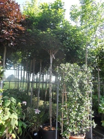 Chinese Judasboom (Cercis Chinensis 'Avondale') 9 Chinese Judasboom (Cercis Chinensis 'Avondale') - Afbeelding 7