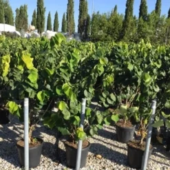 Chinese Judasboom (Cercis Chinensis 'Avondale') 21 Chinese Judasboom (Cercis Chinensis 'Avondale') -Goedkope Tuin Sprankel Winkel cercis chinensis avondale 100 125 c18