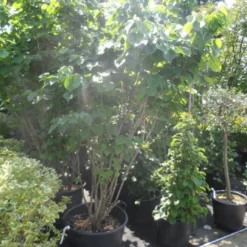 Chinese Judasboom (Cercis Chinensis 'Avondale') 16 Chinese Judasboom (Cercis Chinensis 'Avondale') -Goedkope Tuin Sprankel Winkel cercis chinensis avondale 175 200 250