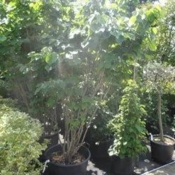 Chinese Judasboom (Cercis Chinensis 'Avondale') 19 Chinese Judasboom (Cercis Chinensis 'Avondale') -Goedkope Tuin Sprankel Winkel cercis chinensis avondale 175 200 250 1