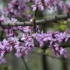 Judasboom (Cercis Siliquastrum) -Goedkope Tuin Sprankel Winkel cercis siliquastrum 1
