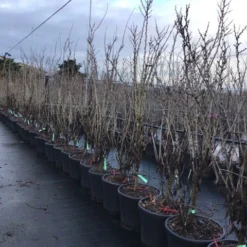 Chinese Judasboom (Cercis Chinensis 'Shirobana') -Goedkope Tuin Sprankel Winkel cercisshirbana