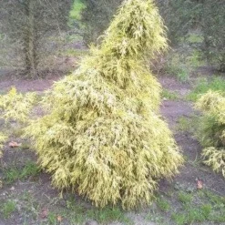 Cypres (Chamaecyparis Pisifera 'Filifera Aurea') -Goedkope Tuin Sprankel Winkel cham l aurea