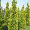 Gele Haagconifeer (Chamaecyparis Lawsoniana 'Ivonne') -Goedkope Tuin Sprankel Winkel cham l ivonne 250 300 1