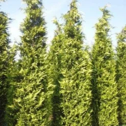 Gele Haagconifeer (Chamaecyparis Lawsoniana 'Ivonne') -Goedkope Tuin Sprankel Winkel cham l ivonne 400 450