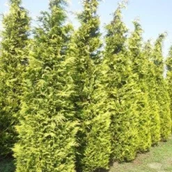 Gele Haagconifeer (Chamaecyparis Lawsoniana 'Ivonne') -Goedkope Tuin Sprankel Winkel cham l ivonne 400 450 1