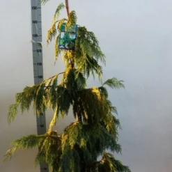 Cypres (Chamaecyparis Nootkatensis 'Pendula') -Goedkope Tuin Sprankel Winkel chamacyparis n pendula 100 125 cm co. 10l b kopie