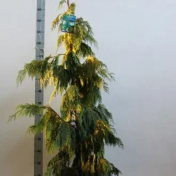 Cypres (Chamaecyparis Nootkatensis 'Pendula') -Goedkope Tuin Sprankel Winkel chamacyparis n pendula 100 125 cm co. 10l kopie 1