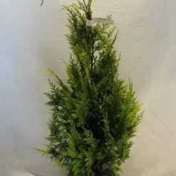 Gele Haagconifeer (Chamaecyparis Lawsoniana 'Ivonne') -Goedkope Tuin Sprankel Winkel chamacyparislivonne080 100