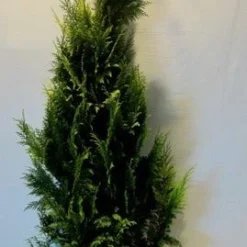 Gele Haagconifeer (Chamaecyparis Lawsoniana 'Ivonne') -Goedkope Tuin Sprankel Winkel chamacyparislivonne175 200