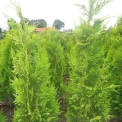 Gele Haagconifeer (Chamaecyparis Lawsoniana 'Ivonne') -Goedkope Tuin Sprankel Winkel chamacyparislivonne80125vh