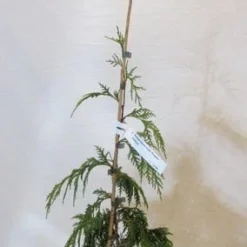 Cypres (Chamaecyparis Nootkatensis 'Pendula') -Goedkope Tuin Sprankel Winkel chamacyparisnpendula050 060 1
