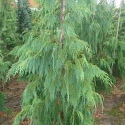 Cypres (Chamaecyparis Nootkatensis 'Pendula') -Goedkope Tuin Sprankel Winkel chamacyparisntkpend.125150ak 1