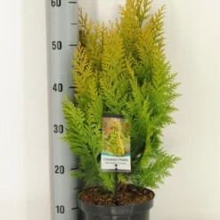 Gele Haagconifeer (Chamaecyparis Lawsoniana 'Ivonne') -Goedkope Tuin Sprankel Winkel chamaecyparis law. ivonne c3 m