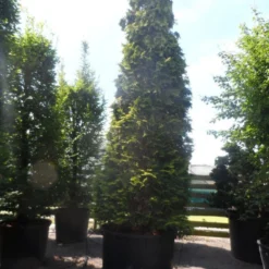 Gele Haagconifeer (Chamaecyparis Lawsoniana 'Ivonne') -Goedkope Tuin Sprankel Winkel chamaecyparis lawsoniana ivonne 500 600 c750