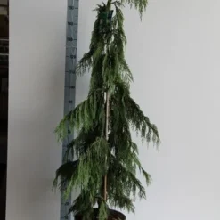 Cypres (Chamaecyparis Nootkatensis 'Pendula') -Goedkope Tuin Sprankel Winkel chamaecyparis n. pendula 125 150 cm co. 12l v