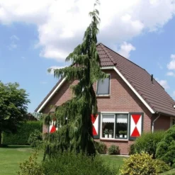 Cypres (Chamaecyparis Nootkatensis 'Pendula') -Goedkope Tuin Sprankel Winkel chamaecyparis nootk. pendula