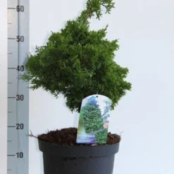 Dwergcypres (Chamaecyparis Obtusa 'Nana Gracilis') -Goedkope Tuin Sprankel Winkel chamaecyparis o nana gracilis 30 35 cm co. 7.5l v