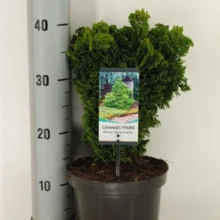 Dwergcypres (Chamaecyparis Obtusa 'Nana Gracilis') -Goedkope Tuin Sprankel Winkel chamaecyparis obt. nana gracilis c3 m