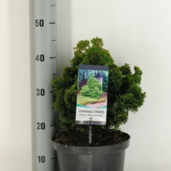 Dwergcypres (Chamaecyparis Obtusa 'Nana Gracilis') -Goedkope Tuin Sprankel Winkel chamaecyparis obt. nana gracilis c5 m