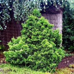 Dwergcypres (Chamaecyparis Obtusa 'Nana Gracilis') -Goedkope Tuin Sprankel Winkel chamaecyparis obtusa nana gracilis