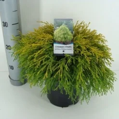 Cypres (Chamaecyparis Pisifera 'Filifera Aurea') -Goedkope Tuin Sprankel Winkel chamaecyparis pis. filifera aurea c3 m