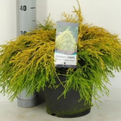 Cypres (Chamaecyparis Pisifera 'Filifera Aurea') -Goedkope Tuin Sprankel Winkel chamaecyparis pis. filifera aurea c5 m