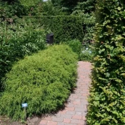 Cypres (Chamaecyparis Pisifera 'Filifera Nana') -Goedkope Tuin Sprankel Winkel chamaecyparis pis. filifera nana