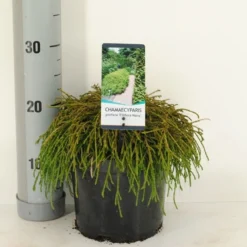 Cypres (Chamaecyparis Pisifera 'Filifera Nana') -Goedkope Tuin Sprankel Winkel chamaecyparis pis. filifera nana c3 m 1