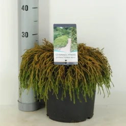 Cypres (Chamaecyparis Pisifera 'Filifera Nana') -Goedkope Tuin Sprankel Winkel chamaecyparis pis. filifera nana c5 m 1