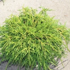 Cypres (Chamaecyparis Pisifera 'Filifera Nana') -Goedkope Tuin Sprankel Winkel chamaecyparis pisifera filifera nana