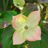 Kornoelje (Cornus Kousa 'Teutonia') -Goedkope Tuin Sprankel Winkel cornus kousa teutonia