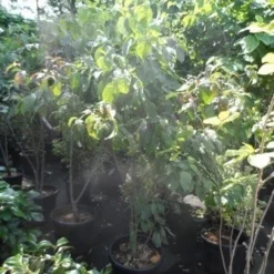 Veelbloemige Kornoelje (Cornus Florida 'Cloud Nine') -Goedkope Tuin Sprankel Winkel cornus florida 150 175 200 c50 1