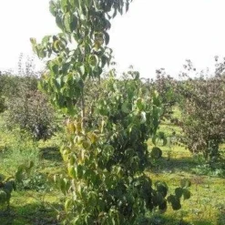 Amerikaanse Kornoelje (Cornus Florida 'Rubra') 18 Amerikaanse Kornoelje (Cornus Florida 'Rubra') -Goedkope Tuin Sprankel Winkel cornus florida 180 2