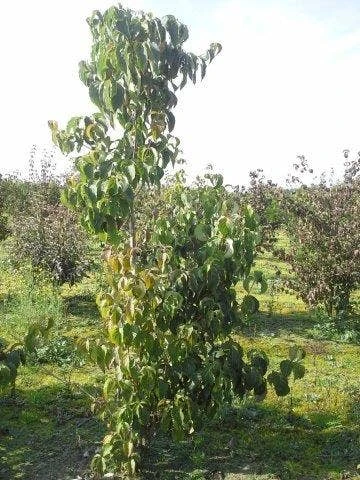 Amerikaanse Kornoelje (Cornus Florida 'Rubra') 9 Amerikaanse Kornoelje (Cornus Florida 'Rubra') - Afbeelding 7