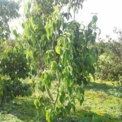 Veelbloemige Kornoelje (Cornus Florida 'Cloud Nine') -Goedkope Tuin Sprankel Winkel cornus florida 180 3