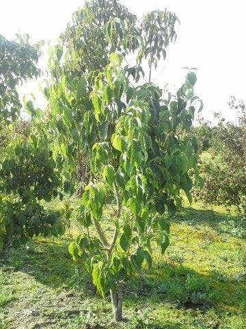 Amerikaanse Kornoelje (Cornus Florida 'Rubra') 12 Amerikaanse Kornoelje (Cornus Florida 'Rubra') - Afbeelding 10