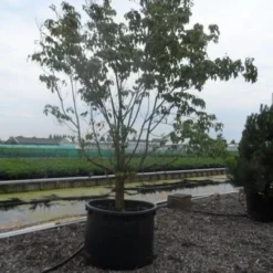 Veelbloemige Kornoelje (Cornus Florida 'Cloud Nine') -Goedkope Tuin Sprankel Winkel cornus florida 350 400 c750 1