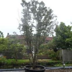 Amerikaanse Kornoelje (Cornus Florida 'Rubra') 17 Amerikaanse Kornoelje (Cornus Florida 'Rubra') -Goedkope Tuin Sprankel Winkel cornus florida rubra 400 500 c750