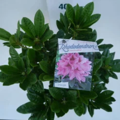 Rhododendron (Rhododendron 'Cosmopolitan') -Goedkope Tuin Sprankel Winkel cosmopolitan c5 boven