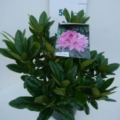 Rhododendron (Rhododendron 'Cosmopolitan') -Goedkope Tuin Sprankel Winkel cosmopolitan c5 zij