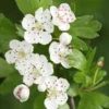 Meidoorn Als Boom (Crataegus Monogyna 'Stricta') -Goedkope Tuin Sprankel Winkel crataegus bloesemv01