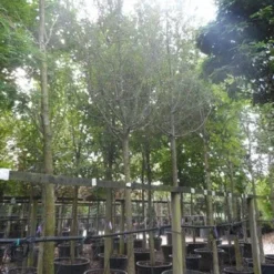 Rode Meidoorn (Crataegus Laevigata 'Paul's Scarlet') -Goedkope Tuin Sprankel Winkel crataegus media paul s scarlet 25 30ho c350 1