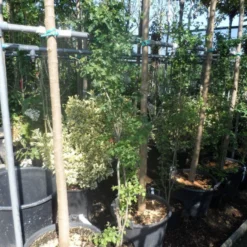 Meidoorn Als Boom (Crataegus Monogyna 'Stricta') 7 Meidoorn Als Boom (Crataegus Monogyna 'Stricta') -Goedkope Tuin Sprankel Winkel crataegus monogyna 125 150 175 c7