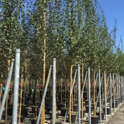 Rode Meidoorn (Crataegus Laevigata 'Paul's Scarlet') -Goedkope Tuin Sprankel Winkel crataegus paul scarlet