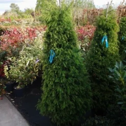 Sikkelden (Cryptomeria Japonica 'Elegans') -Goedkope Tuin Sprankel Winkel cryptomeria j. elegans